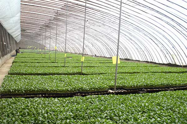 Agricultural Base Perimeter Protection Network